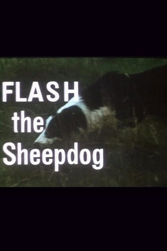 Flash the Sheepdog movie poster