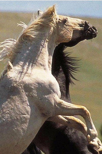 Cloud: Wild Stallion of the Rockies movie poster