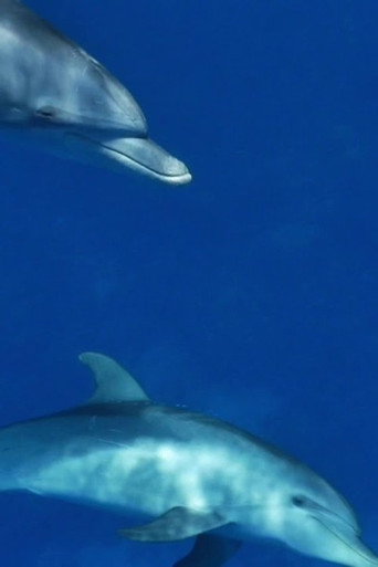 Meditate like a Dolphin movie poster