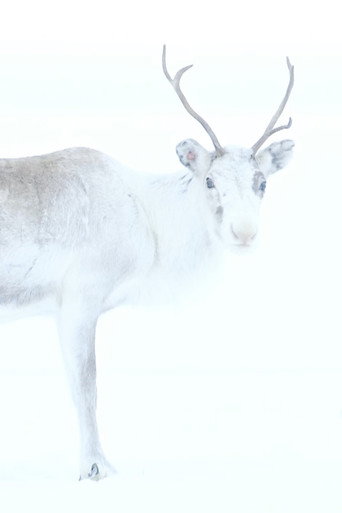 Spirit of the Reindeer movie poster