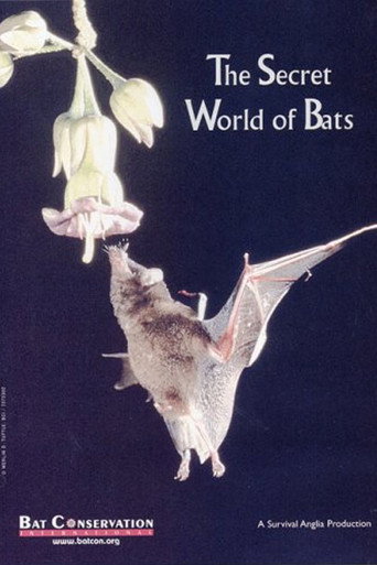 The Secret World Of Bats movie poster