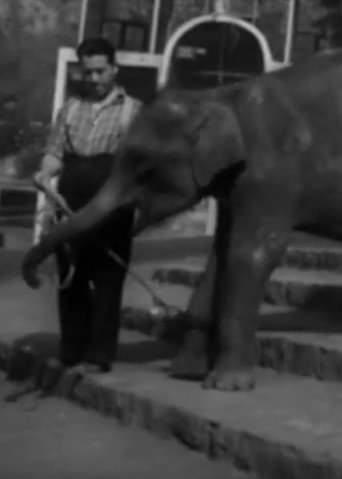 National Zoological Garden movie poster