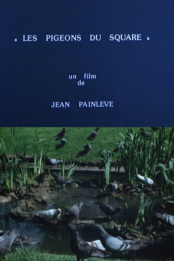 Pigeons in the Square movie poster