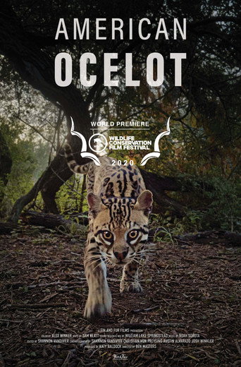 American Ocelot movie poster