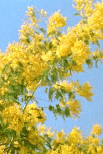 Mimosen im Wind movie poster