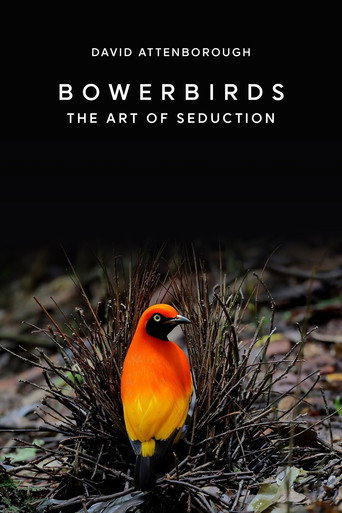 Bowerbirds: The Art of Seduction movie poster