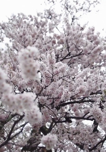 Cherry Blossom on My Palm movie poster