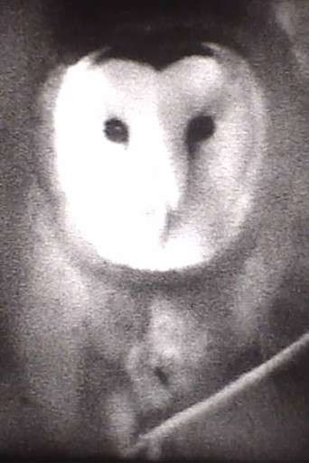 Owl movie poster