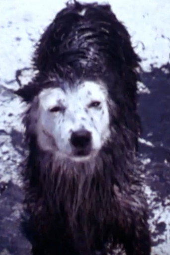 Harry the Dirty Dog movie poster