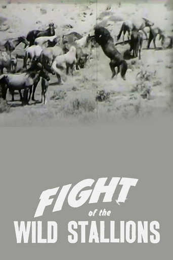 Fight of the Wild Stallions movie poster