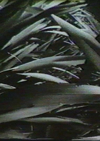 Sensation '77: Mimicry movie poster