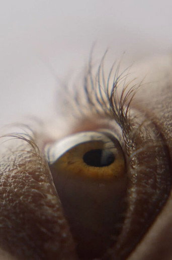 Eyelash movie poster