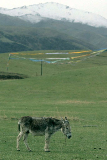 The Boys and the Donkey movie poster