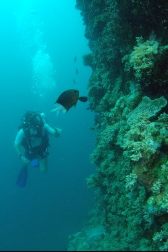 Wonders of the Great Barrier Reef with Iolo Williams movie poster
