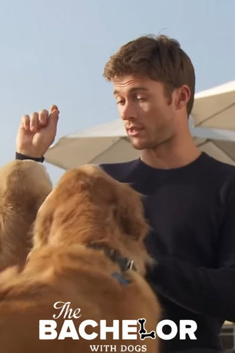 The Bachelor with Dogs and Scott Eastwood movie poster