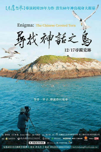 Enigma: The Chinese Crested Tern movie poster