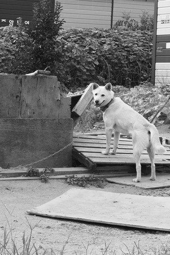 Dogs in the Sun movie poster
