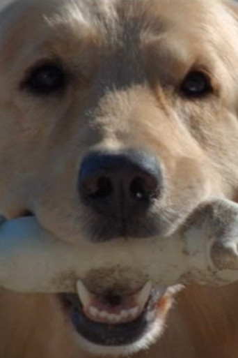 Good Boy movie poster