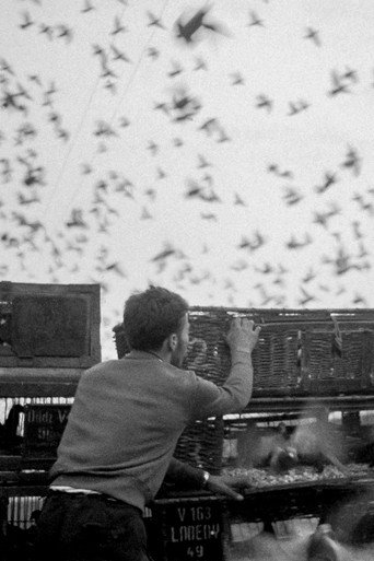Birds movie poster