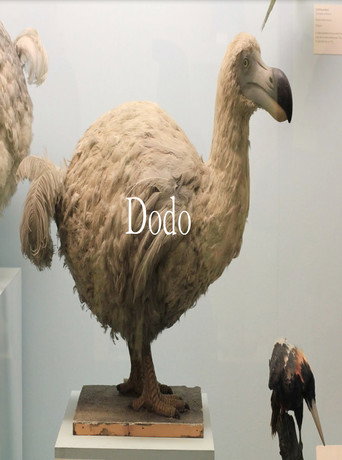 Dodo movie poster