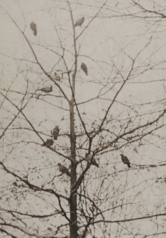 The Aviary movie poster