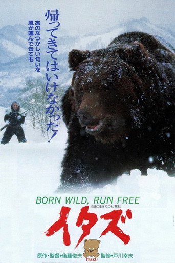The Forest of the Little Bear movie poster