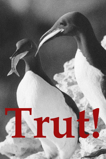 The Gulls movie poster