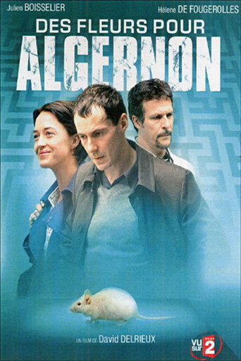 Des fleurs pour Algernon movie poster
