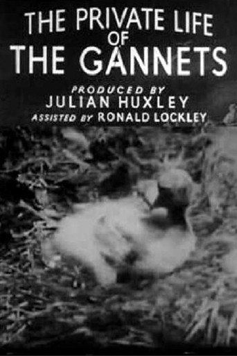 The Private Life of the Gannets movie poster