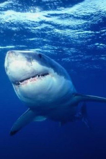 Great White Shark - The Silent Stalker movie poster