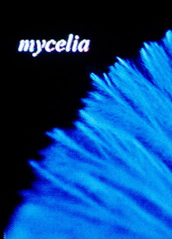mycelia movie poster