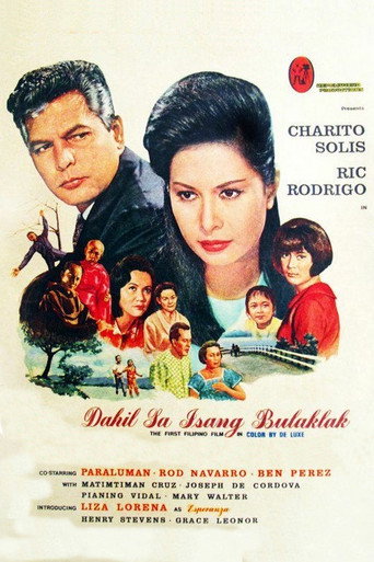 Because of a Flower movie poster