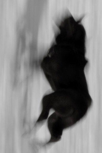 Two Dogs movie poster