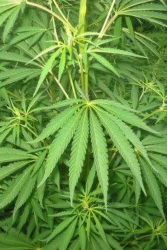 Le cannabis - Une plante entre le bien et le mal movie poster