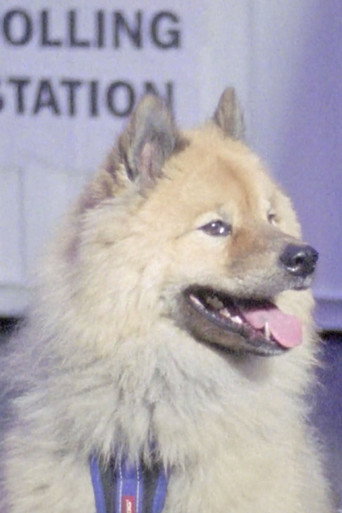 Dogs at Polling Stations movie poster