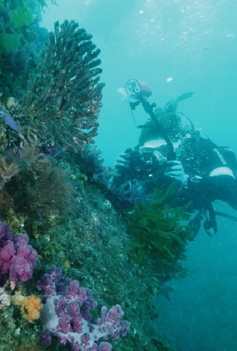 Coral Love movie poster