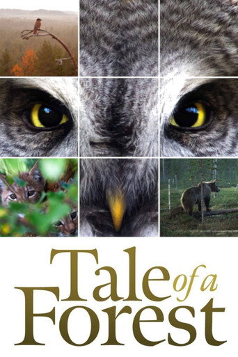 Tale of a Forest movie poster