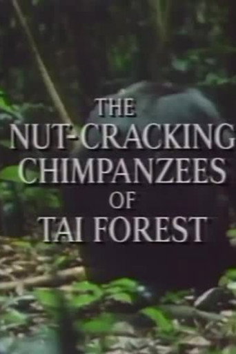 The Nut Cracking Chimpanzees of Taï Forest movie poster