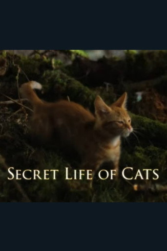 The Secret Life of Cats movie poster