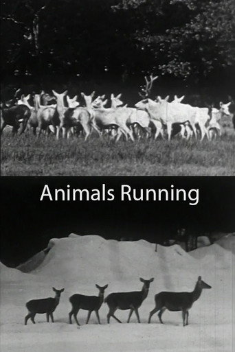 Animals Running movie poster