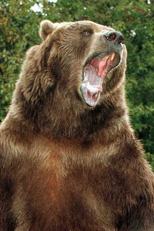 Bart the Bear portrait