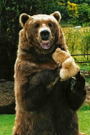 Bart the Bear portrait