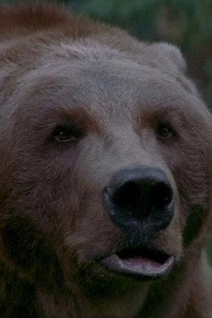 Bart the Bear portrait