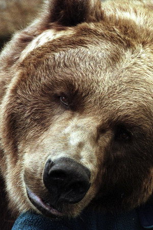Bart the Bear portrait